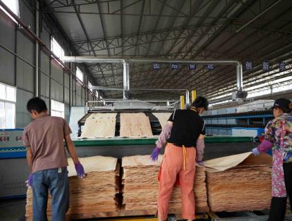 wood veneer drying