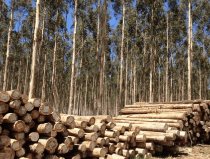 kayu eukaliptus